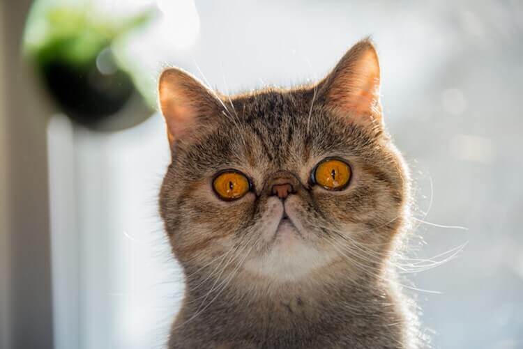 small cat with orange eyes