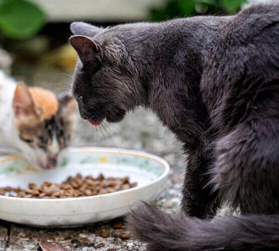 two cats eating from the same bowl