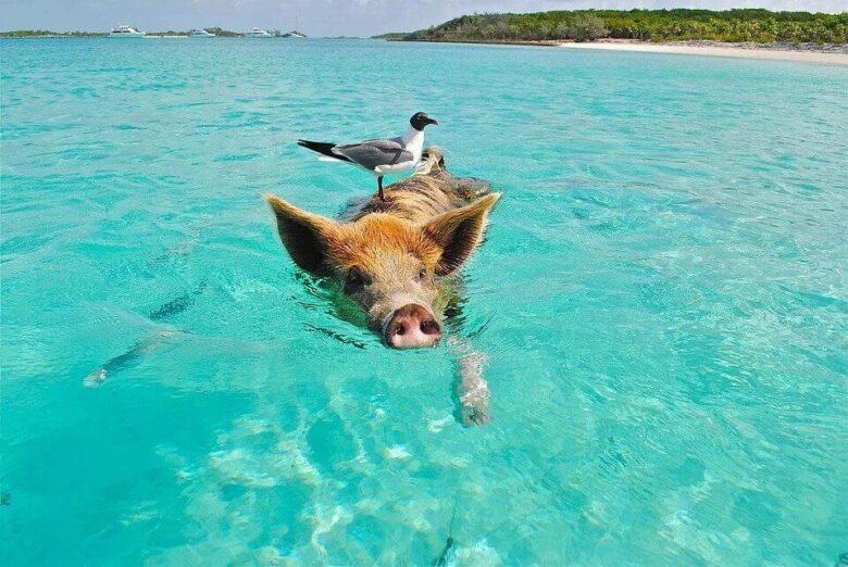 bird standing on a pig that is swimming