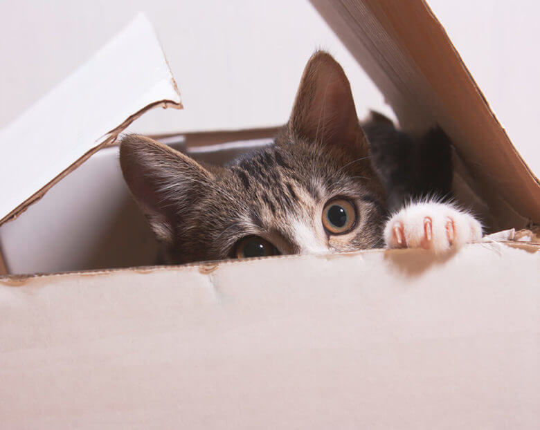 cat peeking out of a box