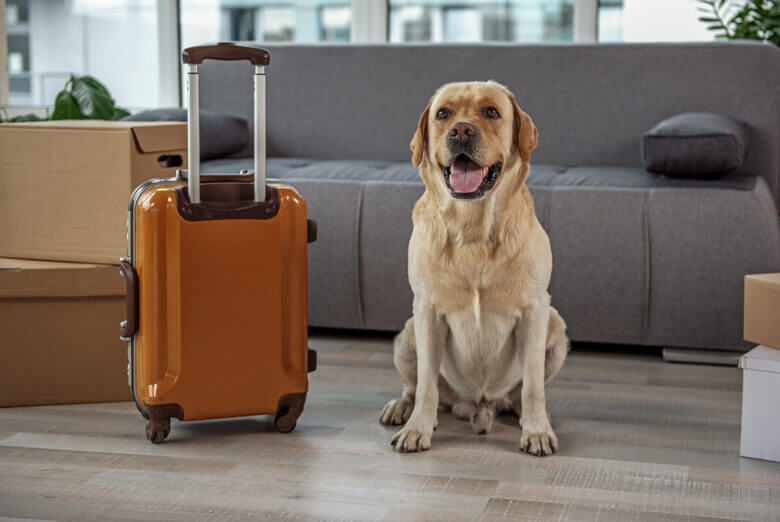 dog with a suitcase
