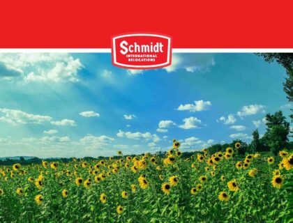 Sunflower field under a sunny blue sky Schmidt International Relocations logo