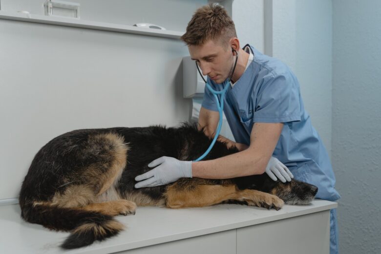 Vet treating a dog on the table